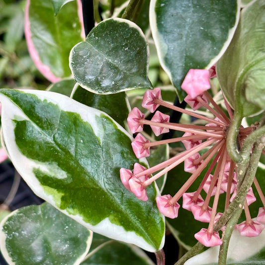 Hoya carnosa 'Tricolor' IML 0077 H130