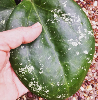 Hoya loyceandrewsiana H153