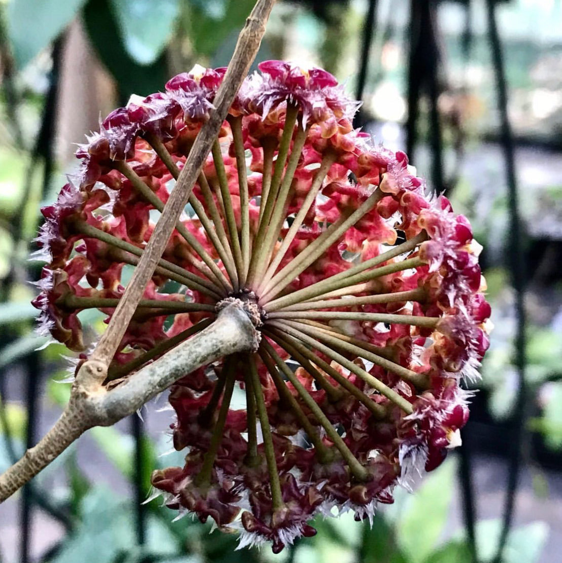 Hoya mindorensis ssp. Superba  IML 0768 H169