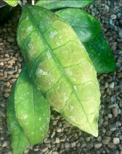 Hoya sp. Thailand IML 1398 H133