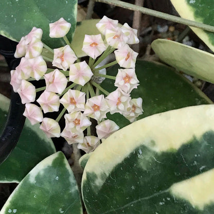 Hoya verticillata albomarginata IML 1625 H49