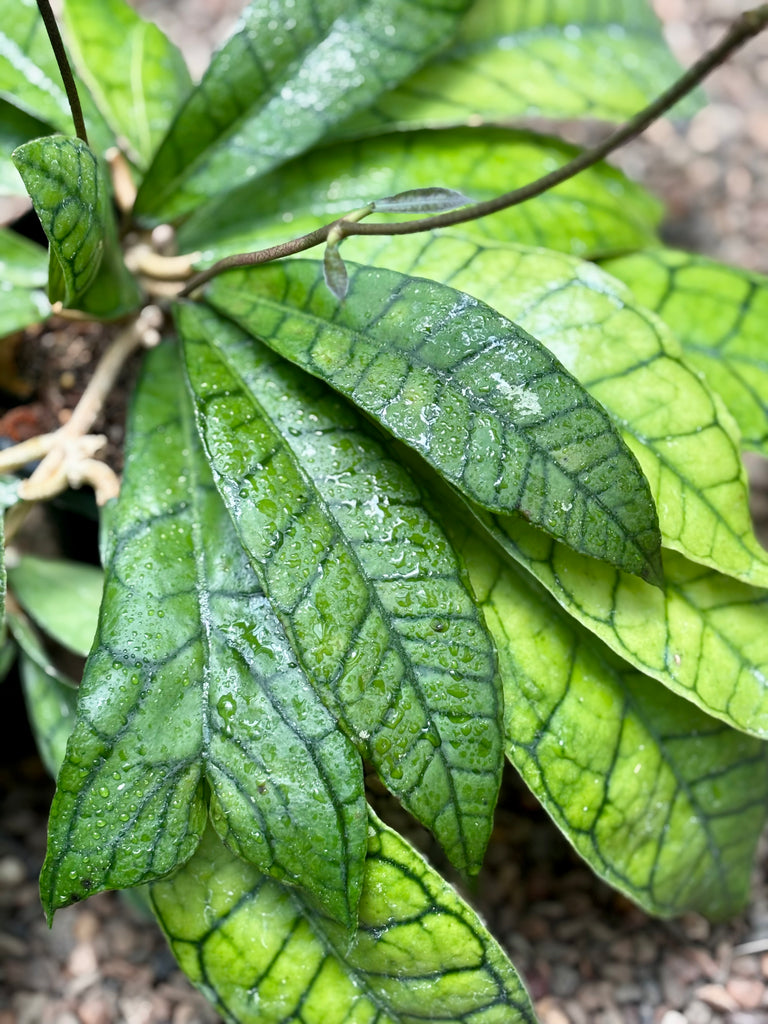 Hoya sp. Kalimantan IML 1168 H141