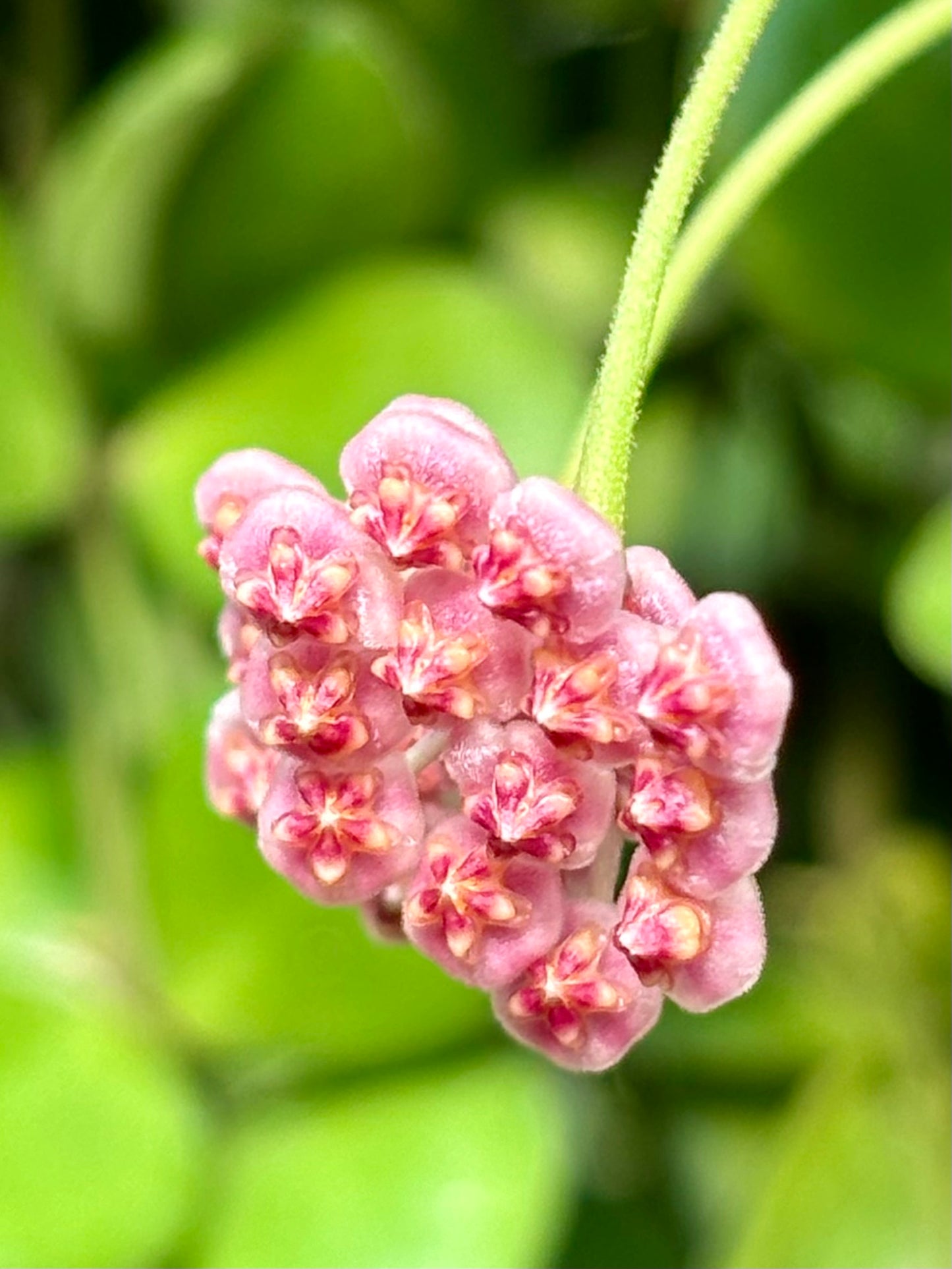 Hoya bilobata H196