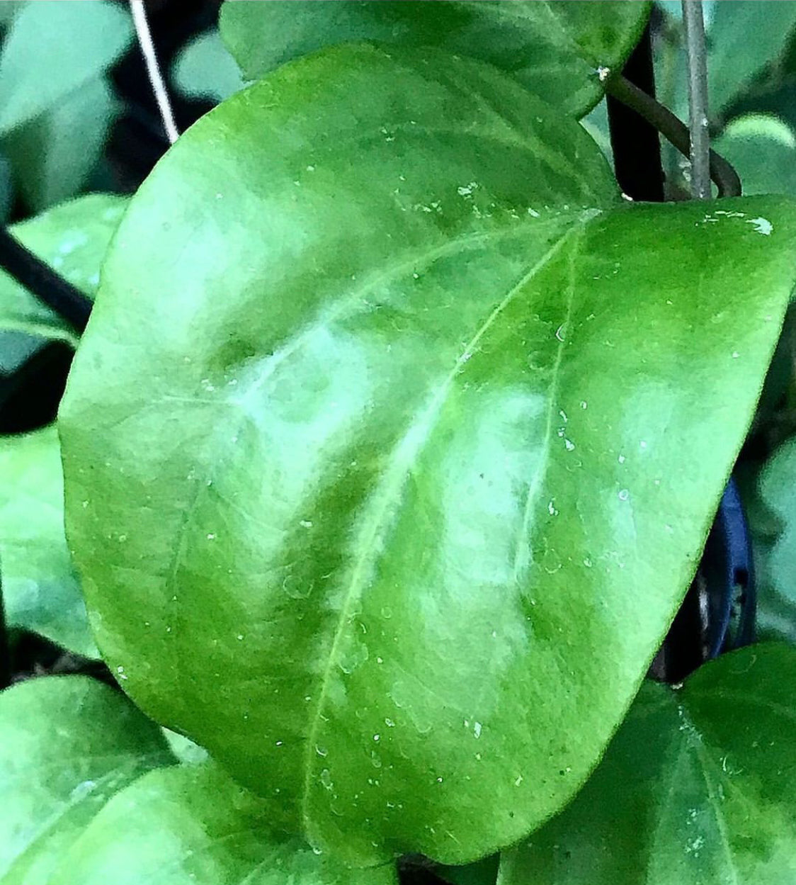 Hoya pentaphlebia IML 0391 H249