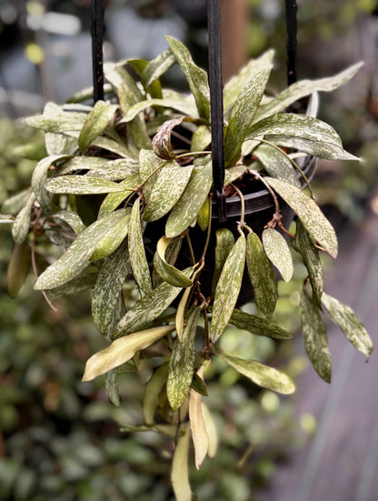 Hoya sigillatis IML 1601 H131
