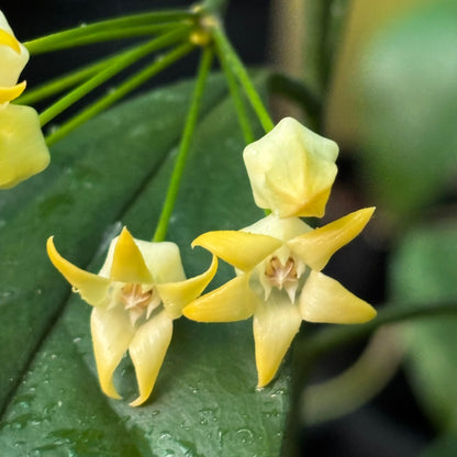Hoya occultata H461