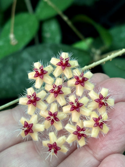 Hoya flagellata (gold) H344