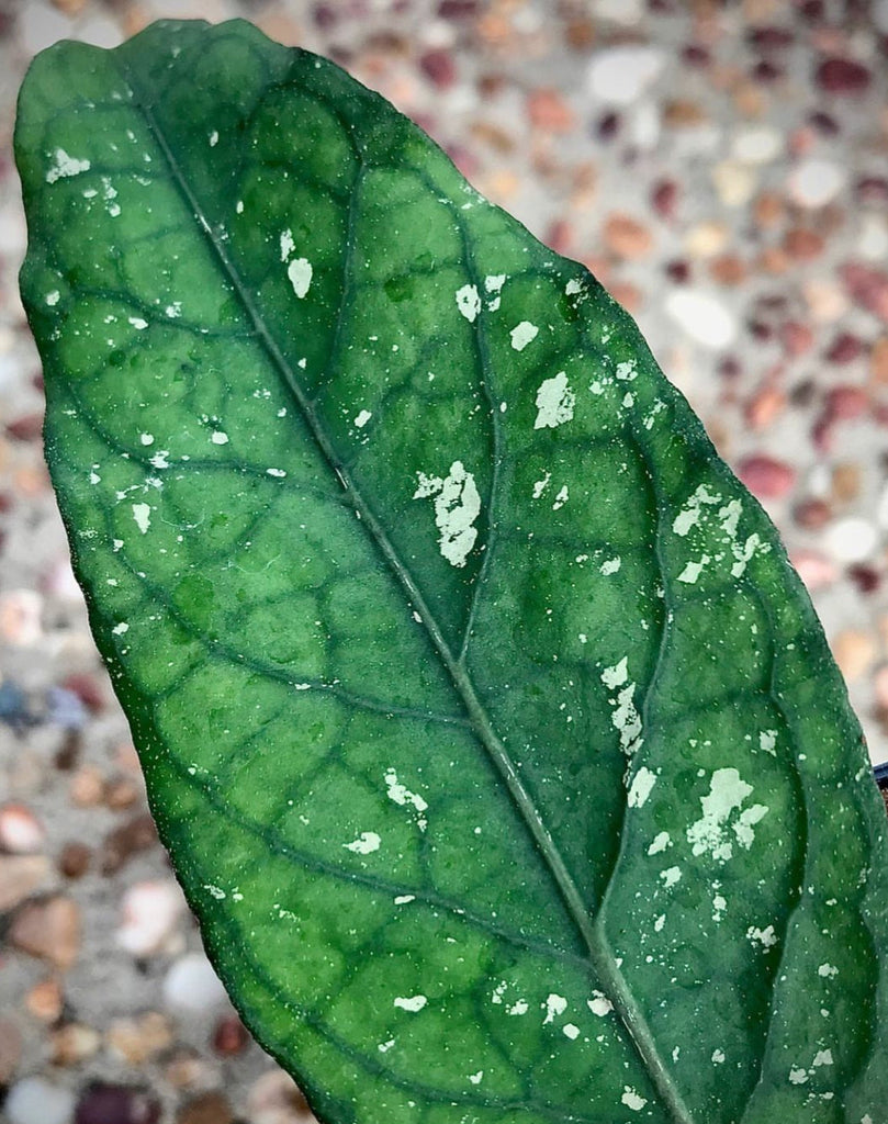 Hoya clemensiorum Sabah IML 1752 H161