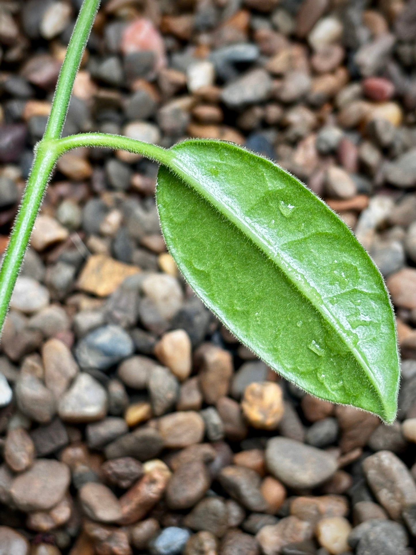 Hoya affinis H334