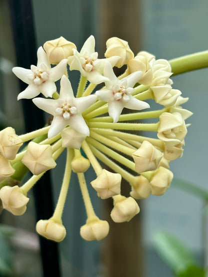 Hoya australis ssp. rupicola IML 1754 H198