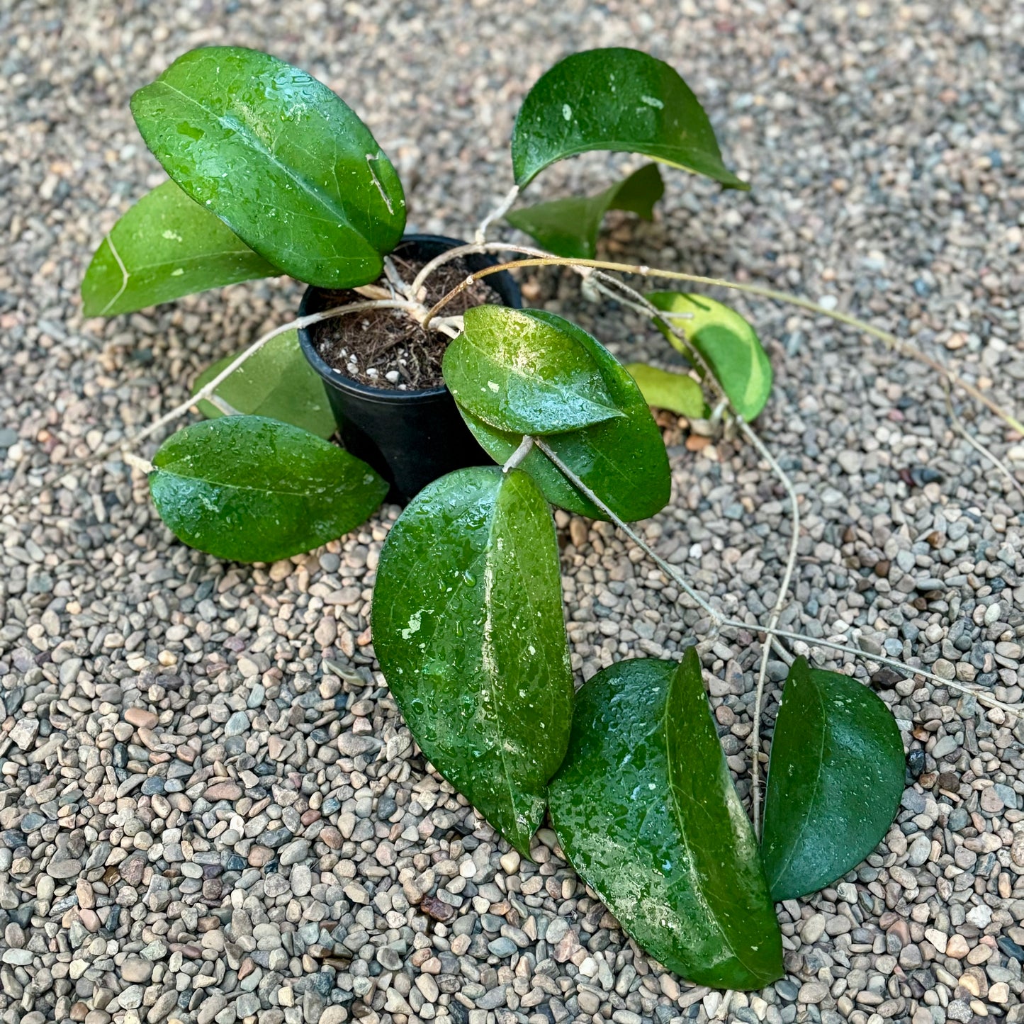Hoya fuscomarginata H22