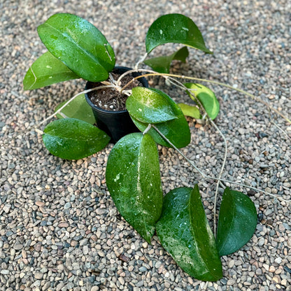 Hoya fuscomarginata H22