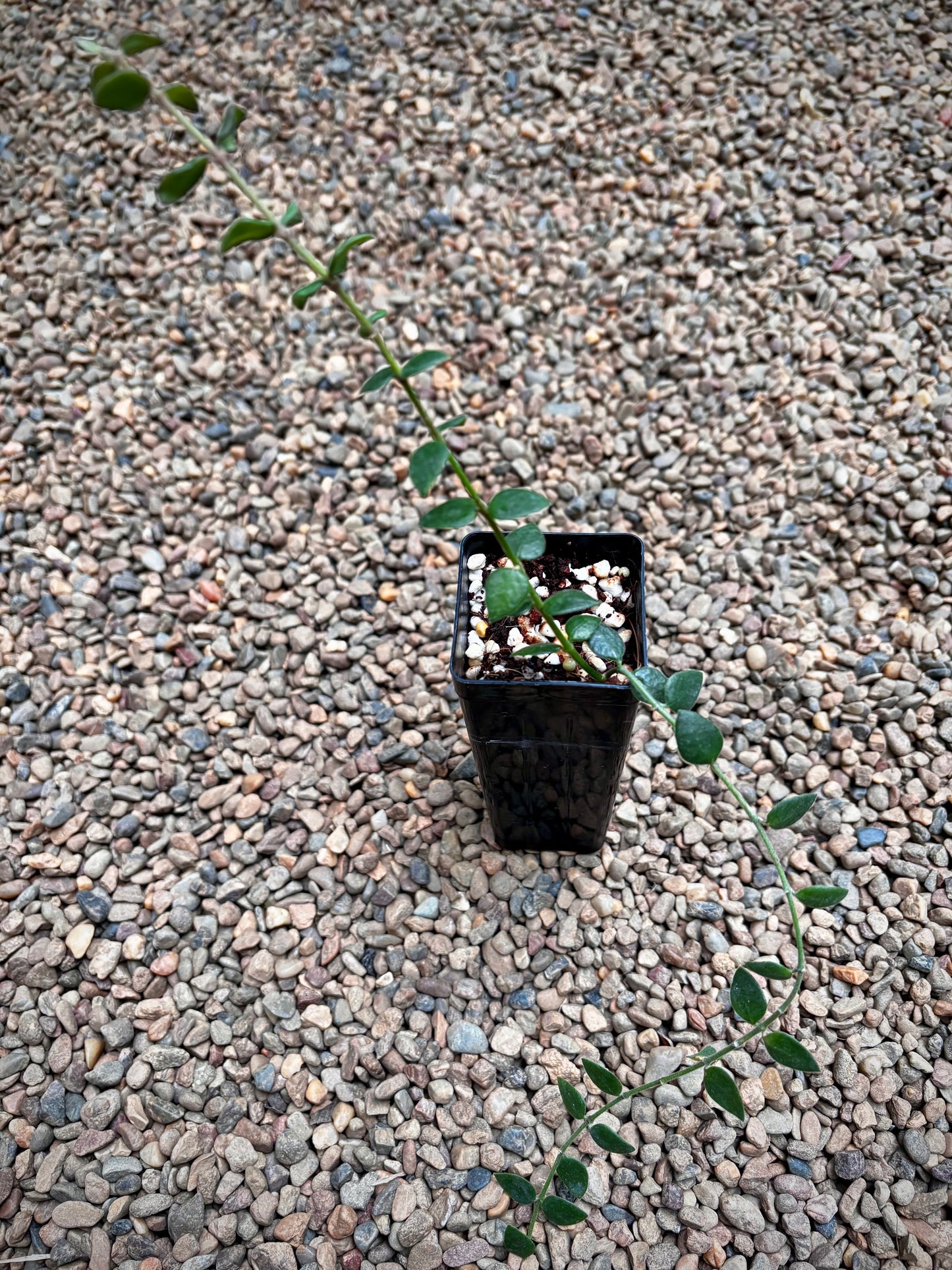 Hoya chinghungensis H428