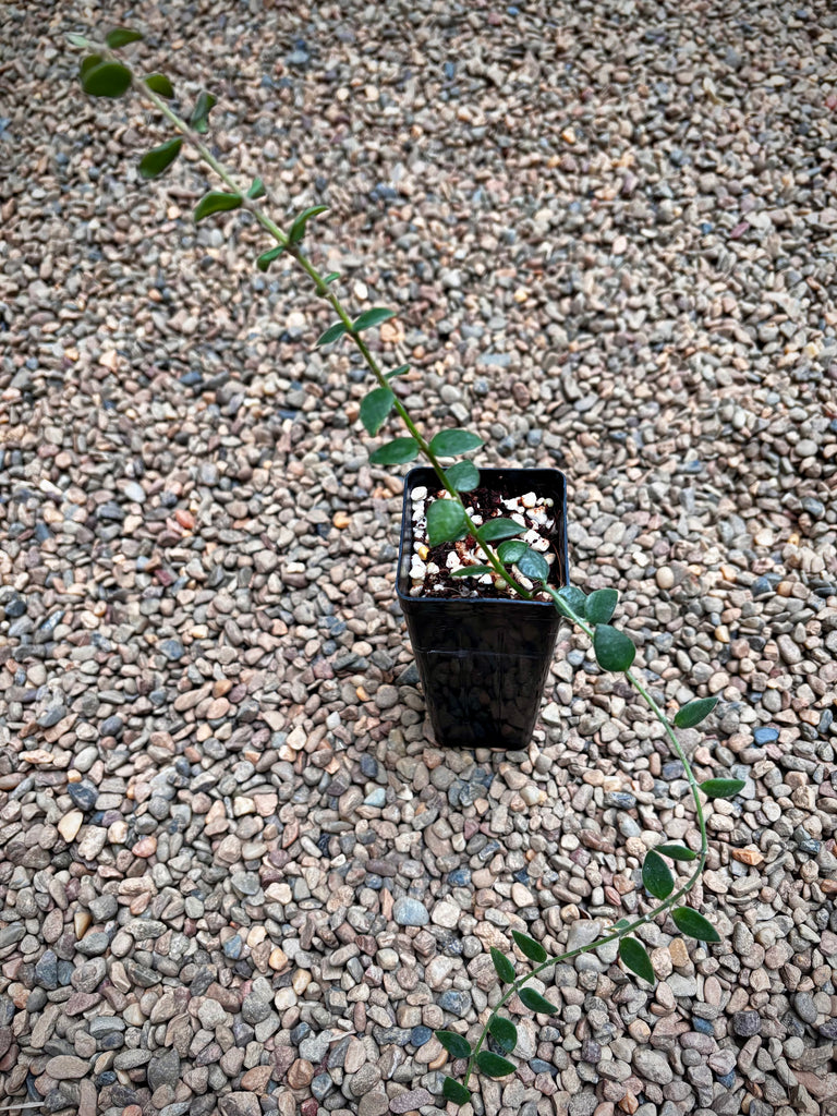 Hoya chinghungensis H428