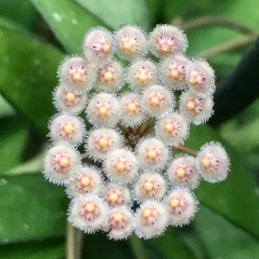 Hoya parviflora H181