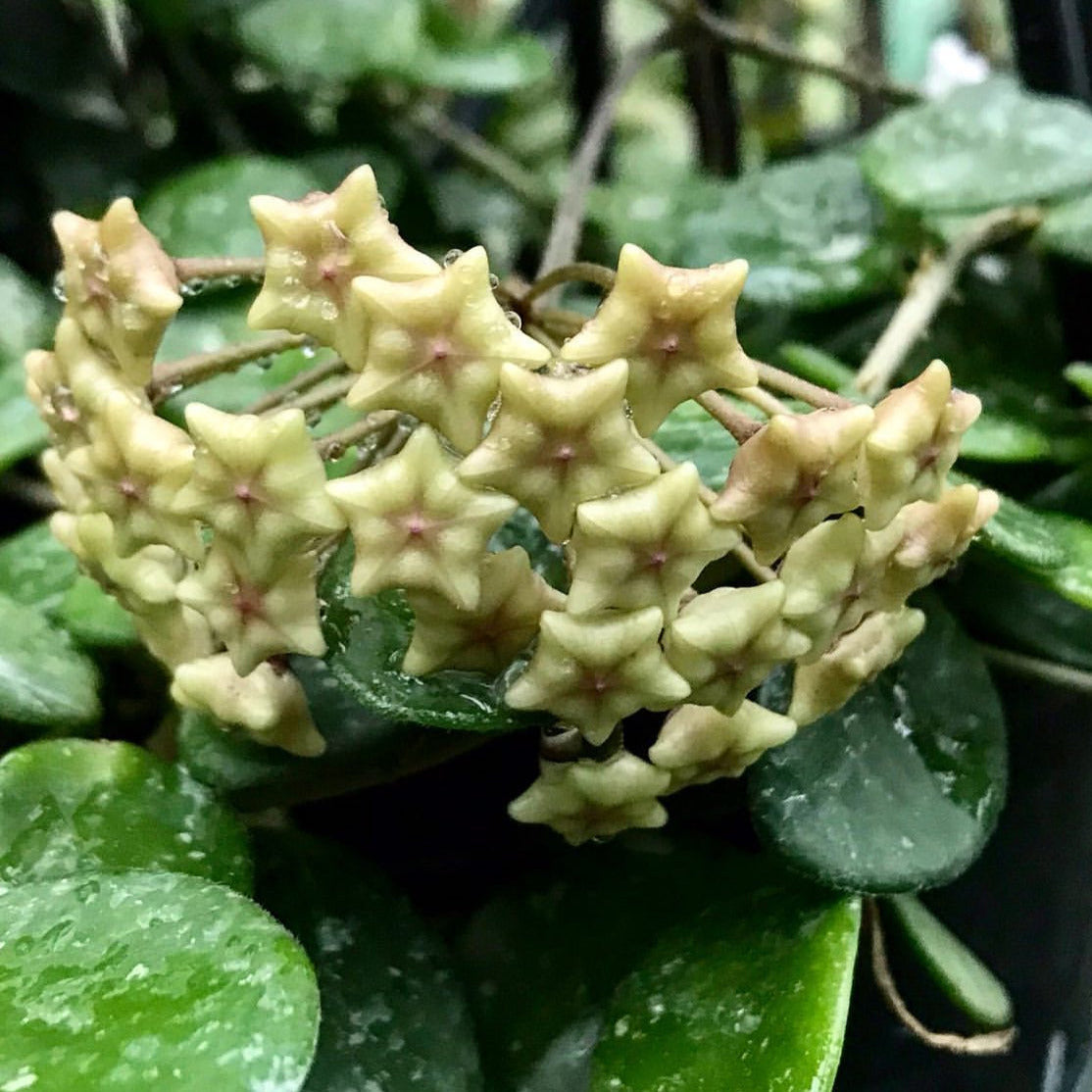 Hoya 'Mathilde' H266