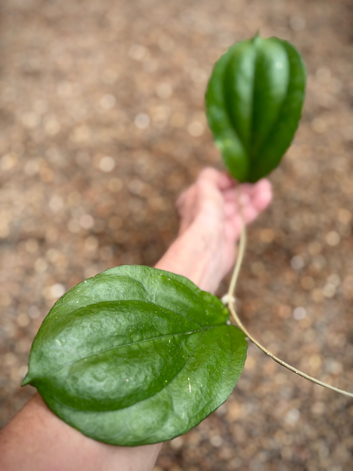 Hoya lambii H144