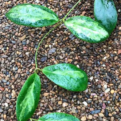 Hoya incrassata 'Moonshadow' H371