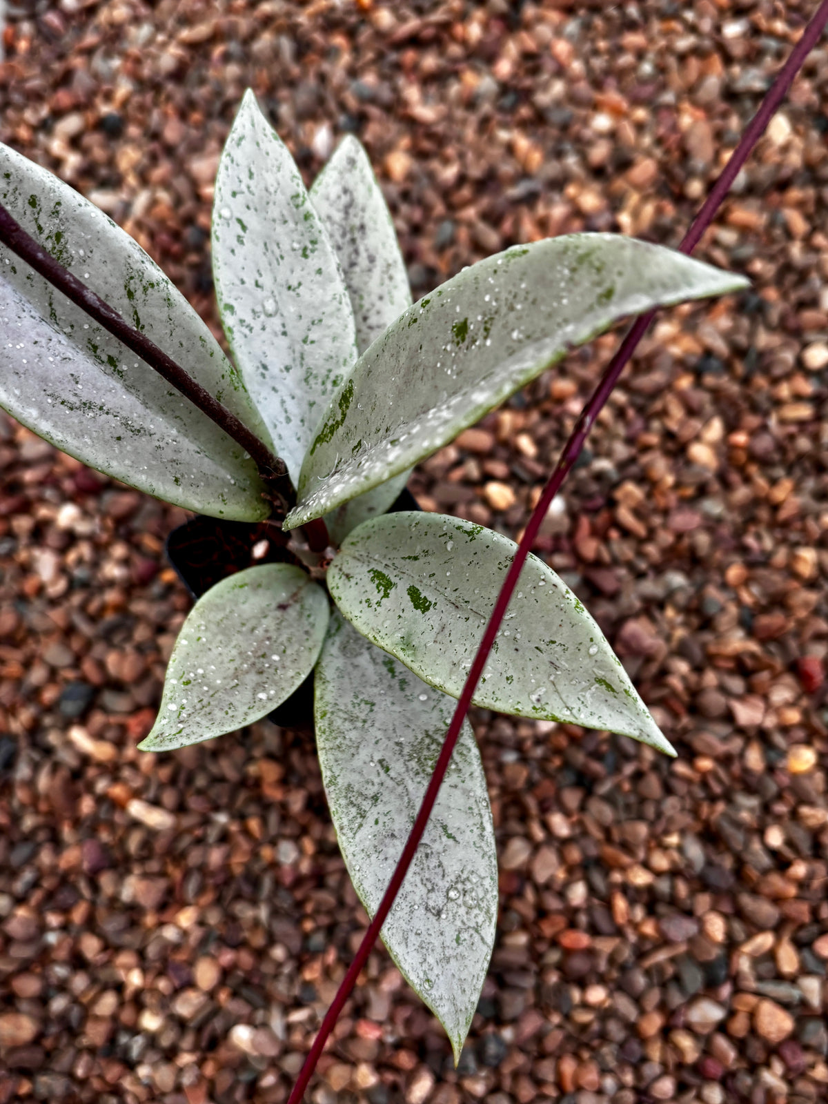 Hoya pubicalyx 'Pink Silver Ghost' H491