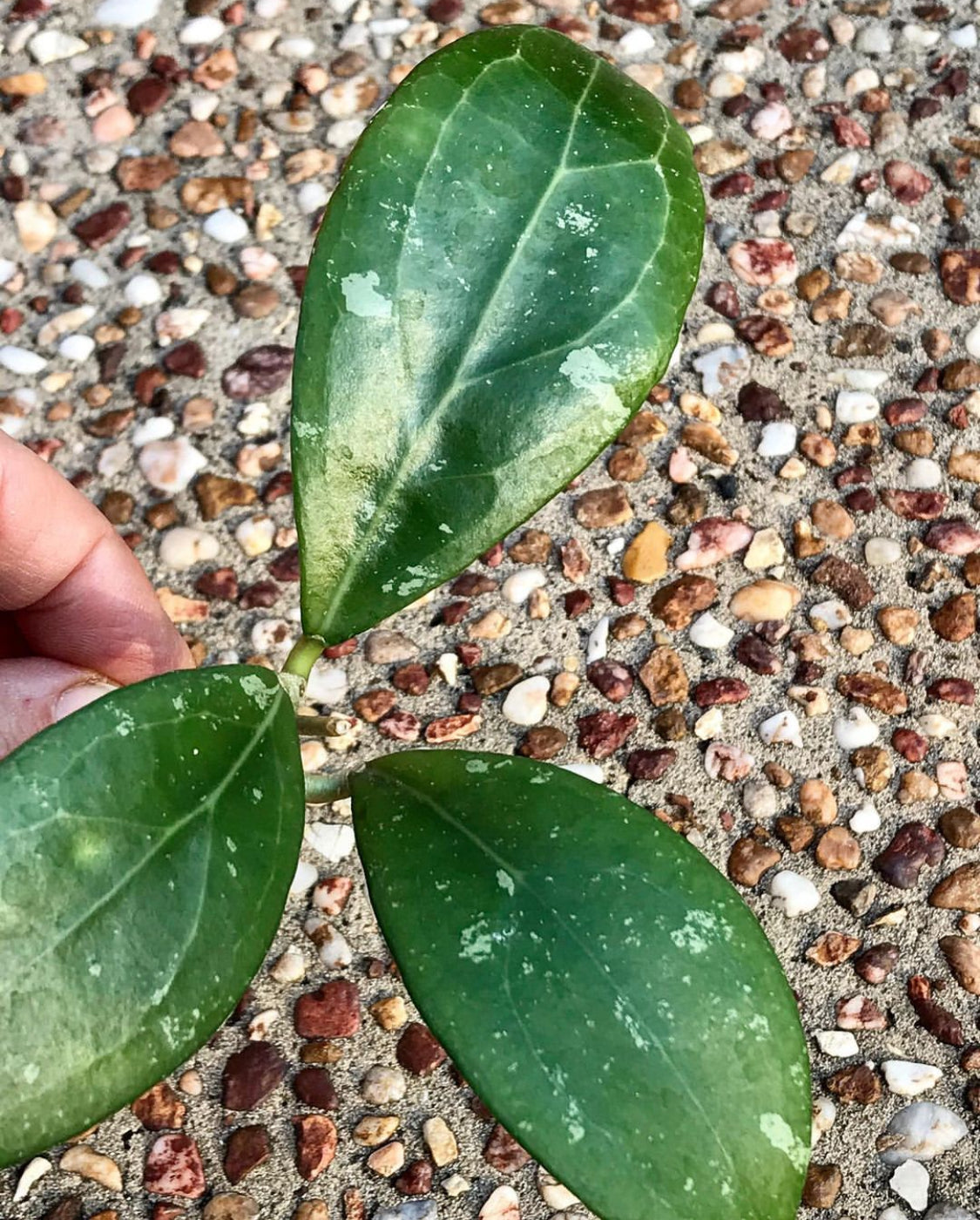 Hoya erythrostemma 'red' IML 1423 H58