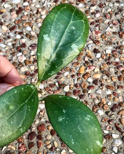 Hoya erythrostemma 'red' IML 1423 H58