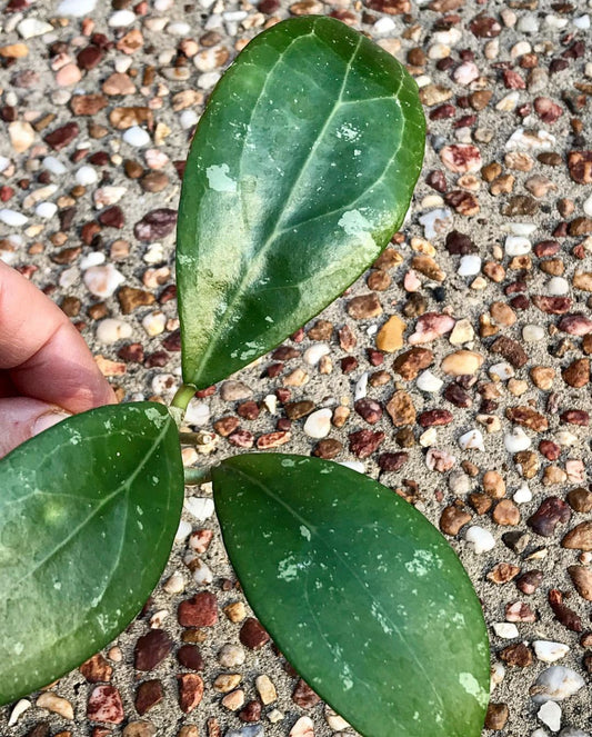 Hoya erythrostemma 'red' IML 1423 H58
