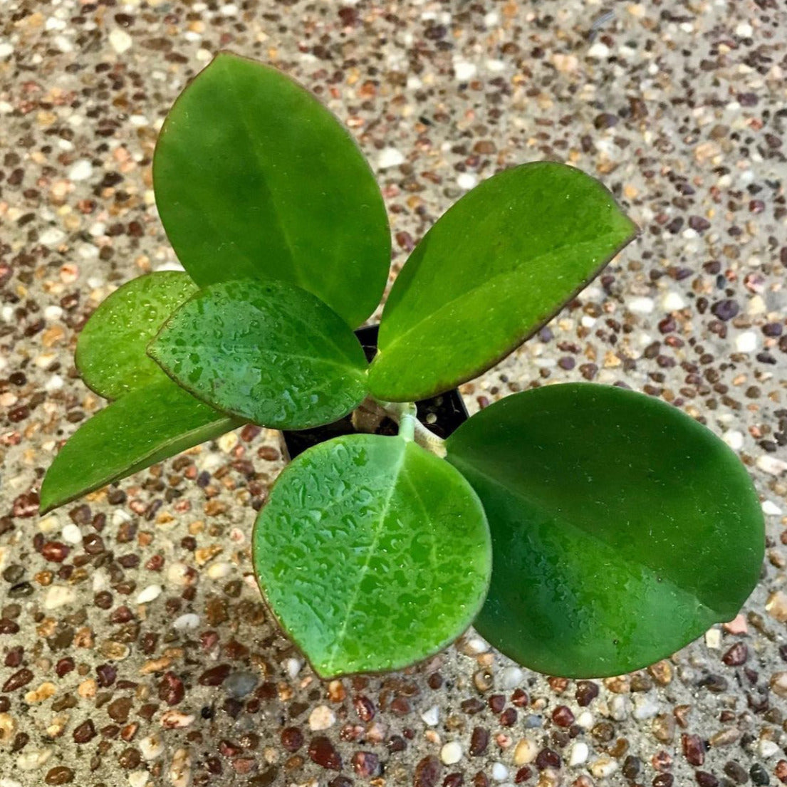 Hoya subquintuplinervis IML 1701 H84
