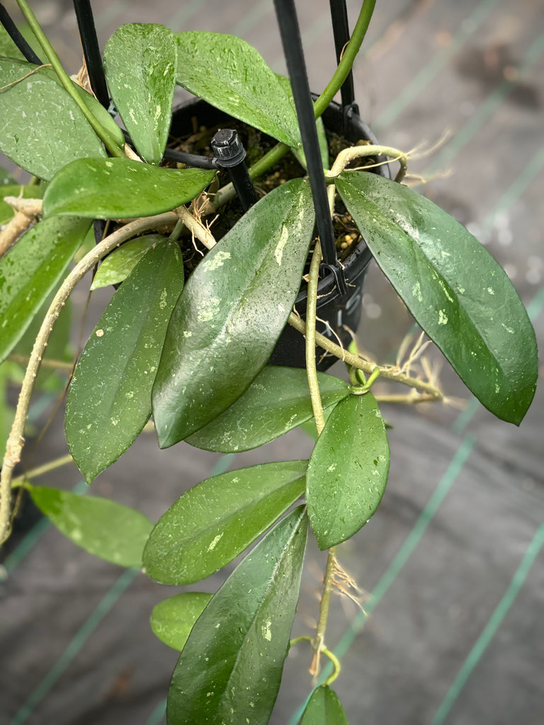 Hoya diversifolia H151