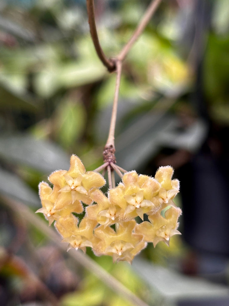Hoya erythrina H24