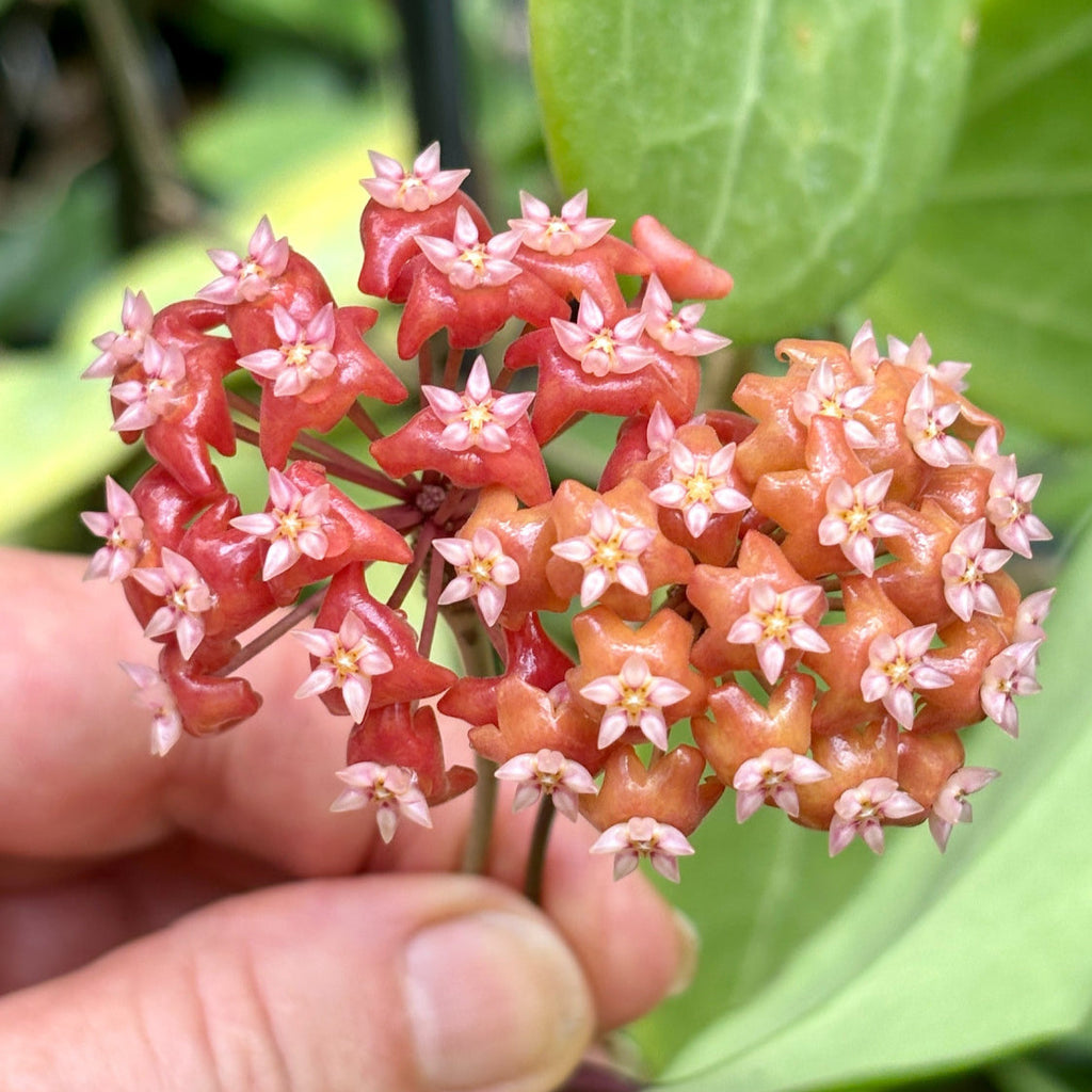 Hoya ilagiorum H183