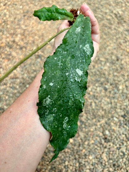 Hoya undulata H393