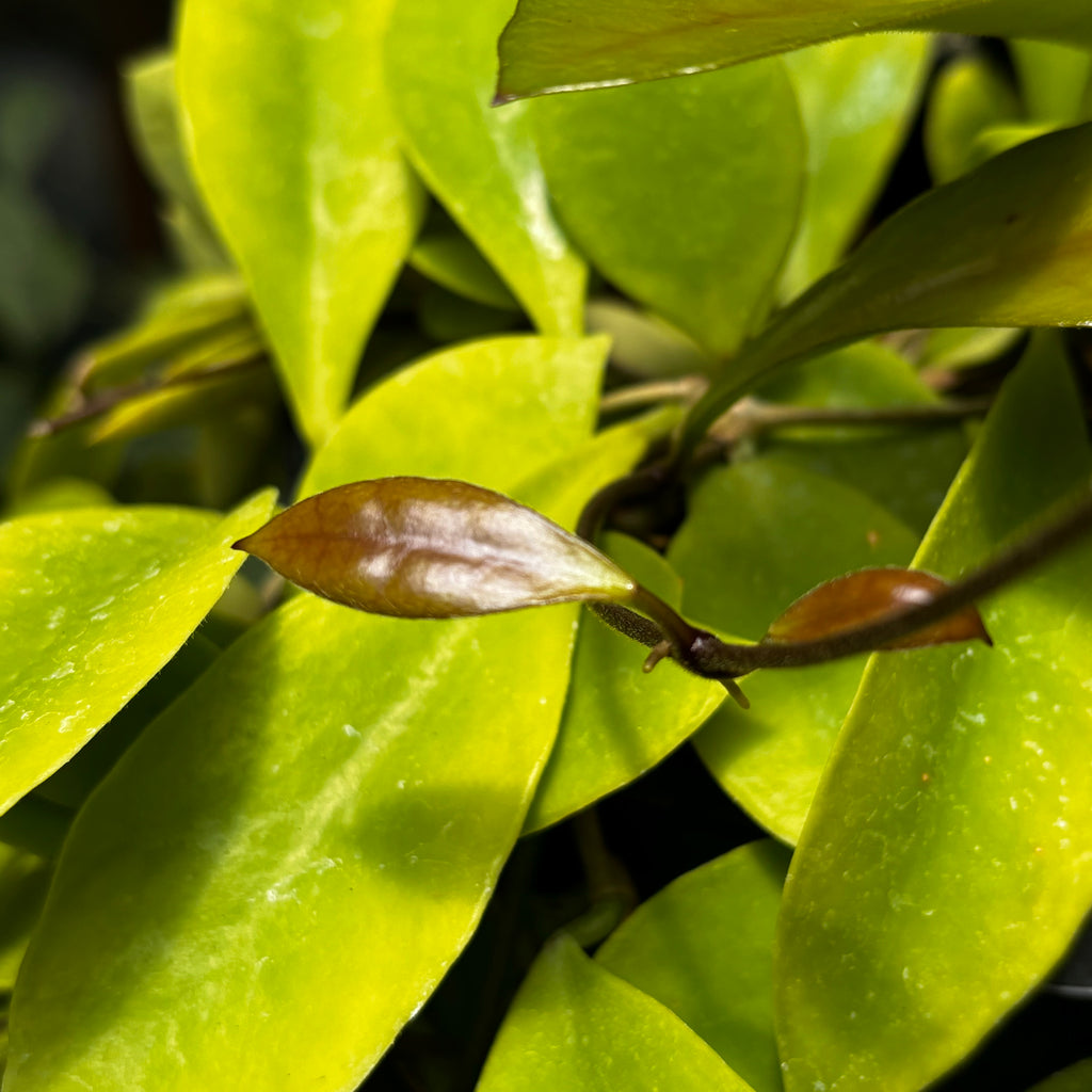 Hoya litoralis H31