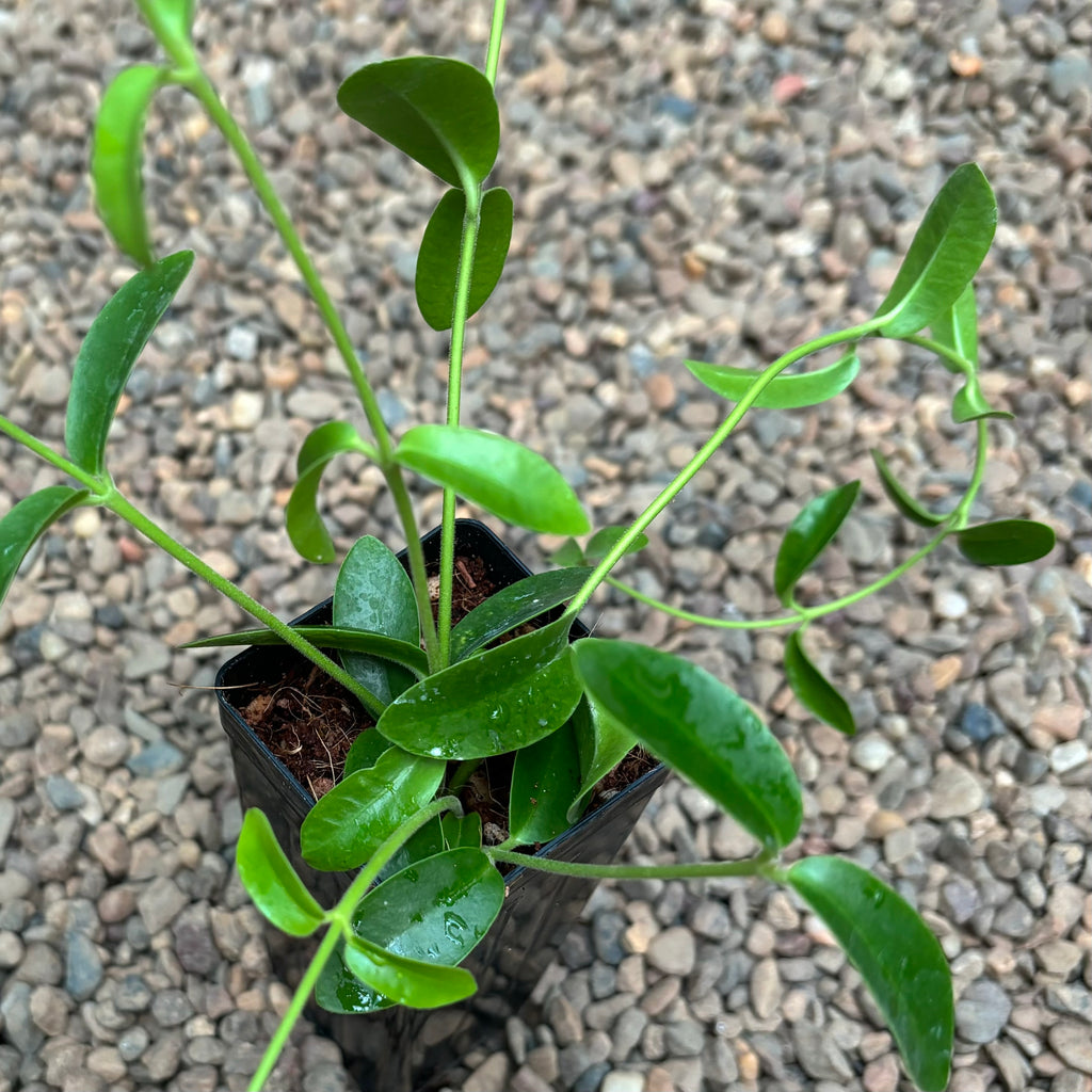 Hoya golamcoana IML 1599 H102