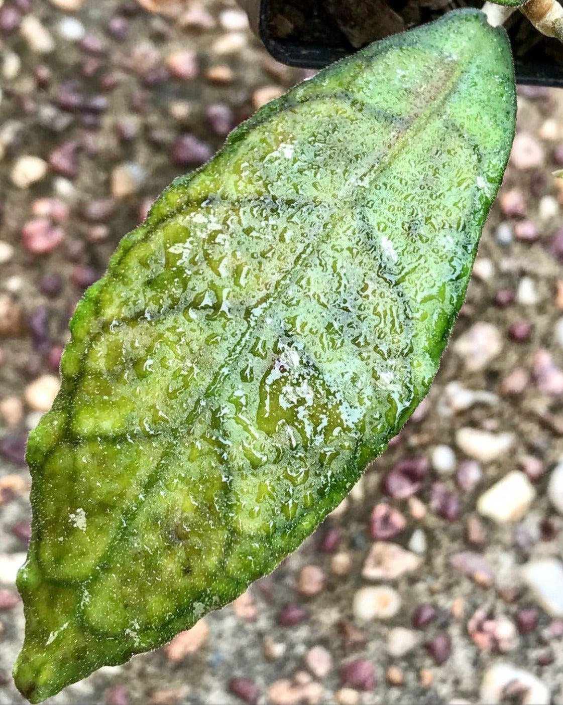 Hoya sp. Malaysia IML 1400 H134