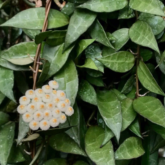Hoya lacunosa H13