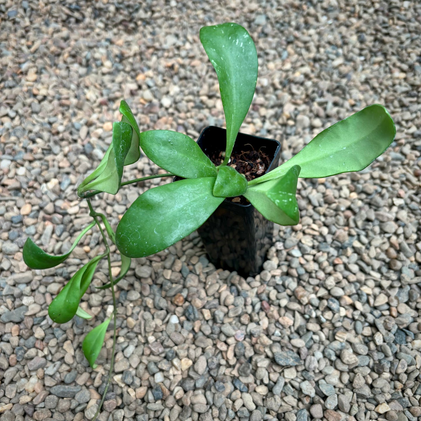 Hoya incurvula IML 1163 H237