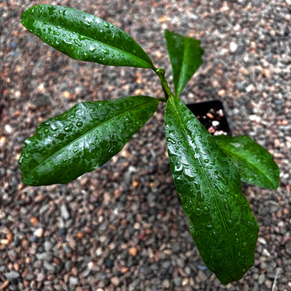 Hoya imperialis Menungal Rv. Sabah IML 1783 H405