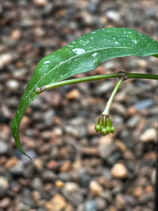 Hoya amicabilis H447