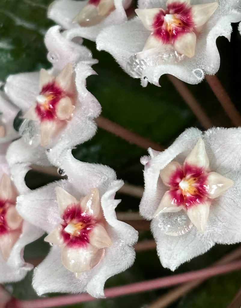 Hoya pubicalyx X fungii H363