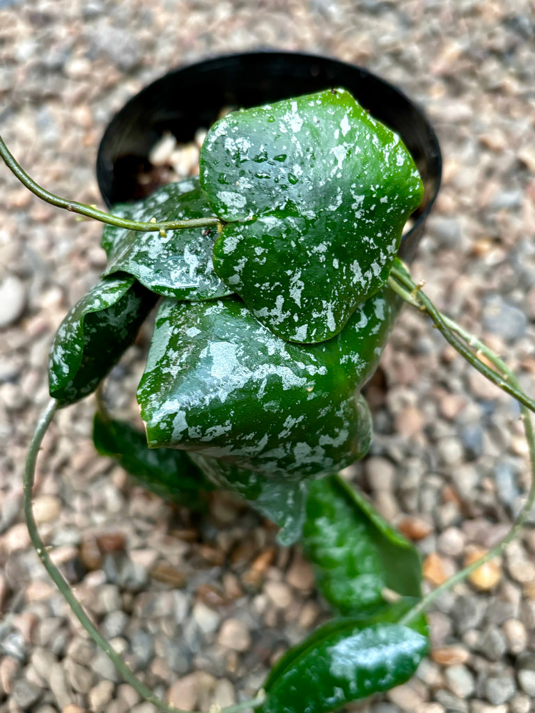 Hoya imbricata H319