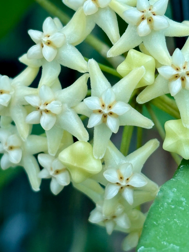 Hoya cagayanensis IML 1600 H279