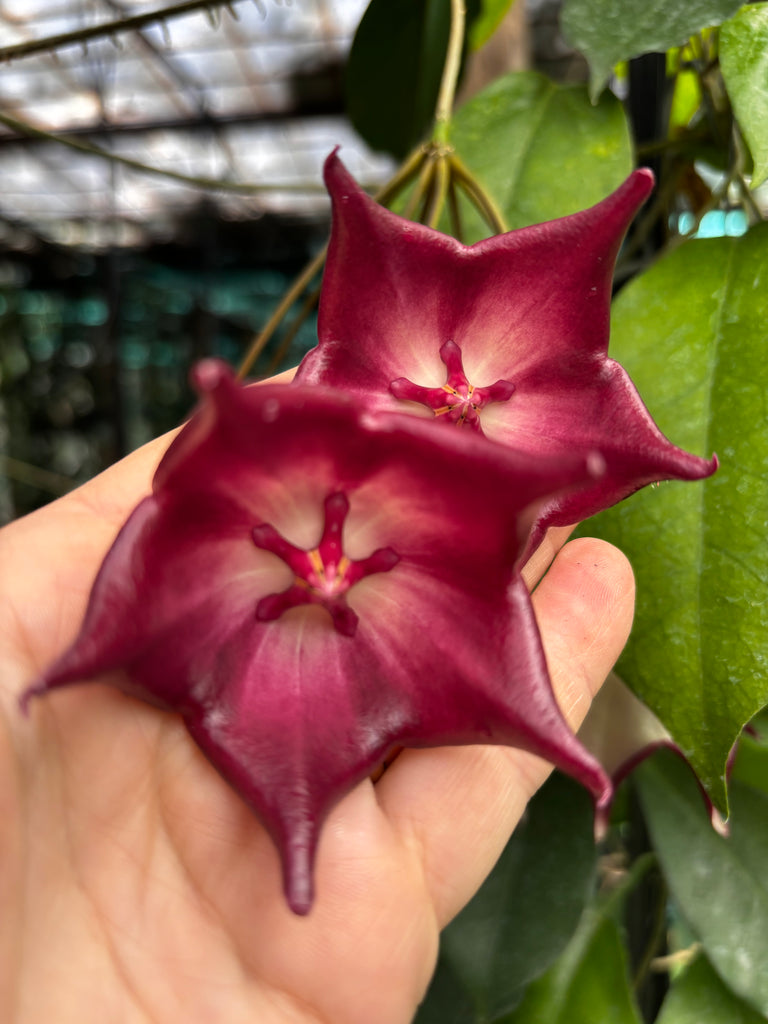 Hoya macgillivrayi H34