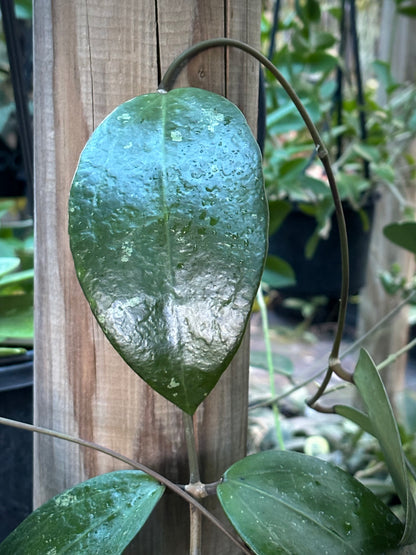 Hoya verticillata green H208