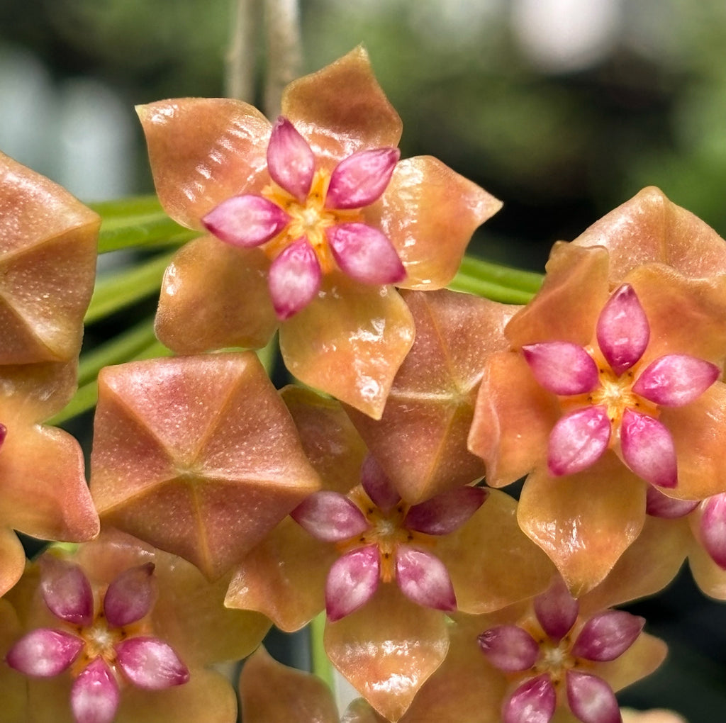 Hoya palawanica IML 1605 H254