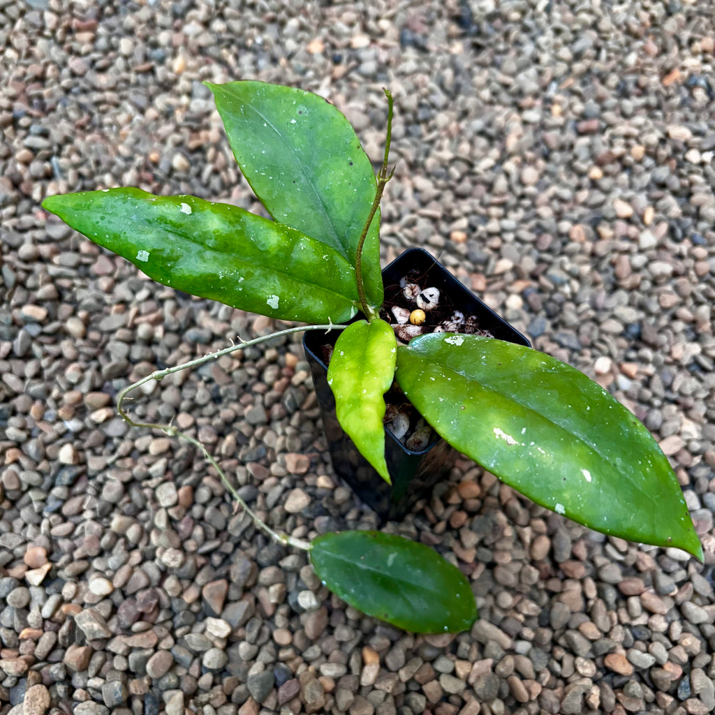 Hoya sp. Pahang NS07-064 (aff. scortechinii) H423