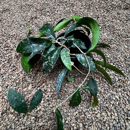 Hoya phuwaensis H317