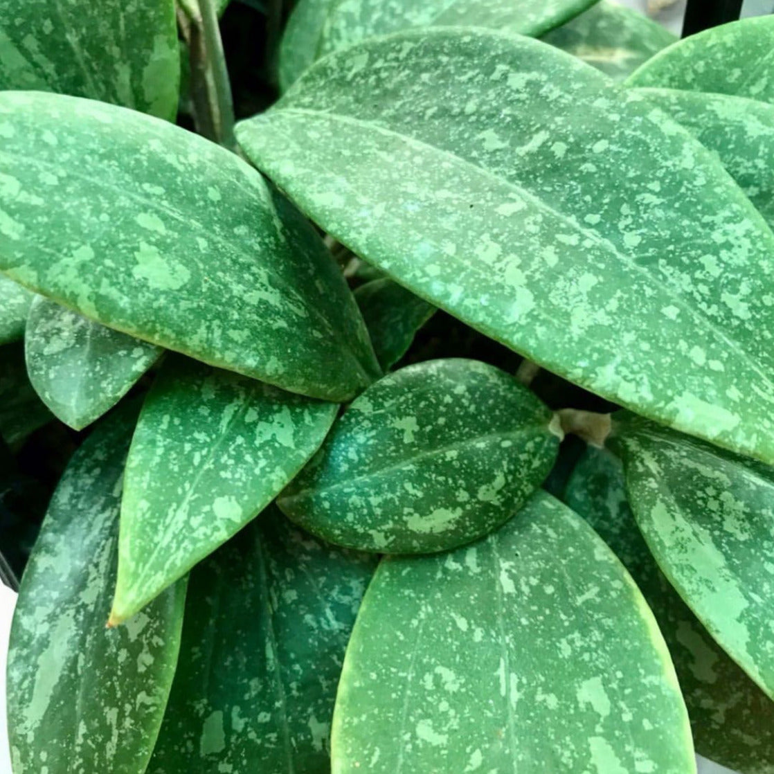 Hoya wibergiae IML 1618 H91