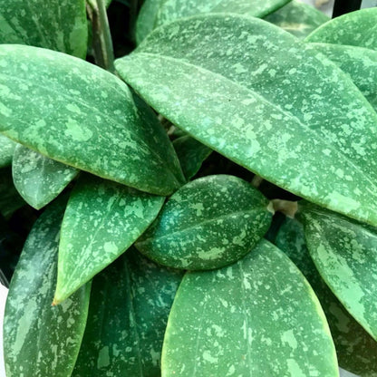 Hoya wibergiae IML 1618 H91