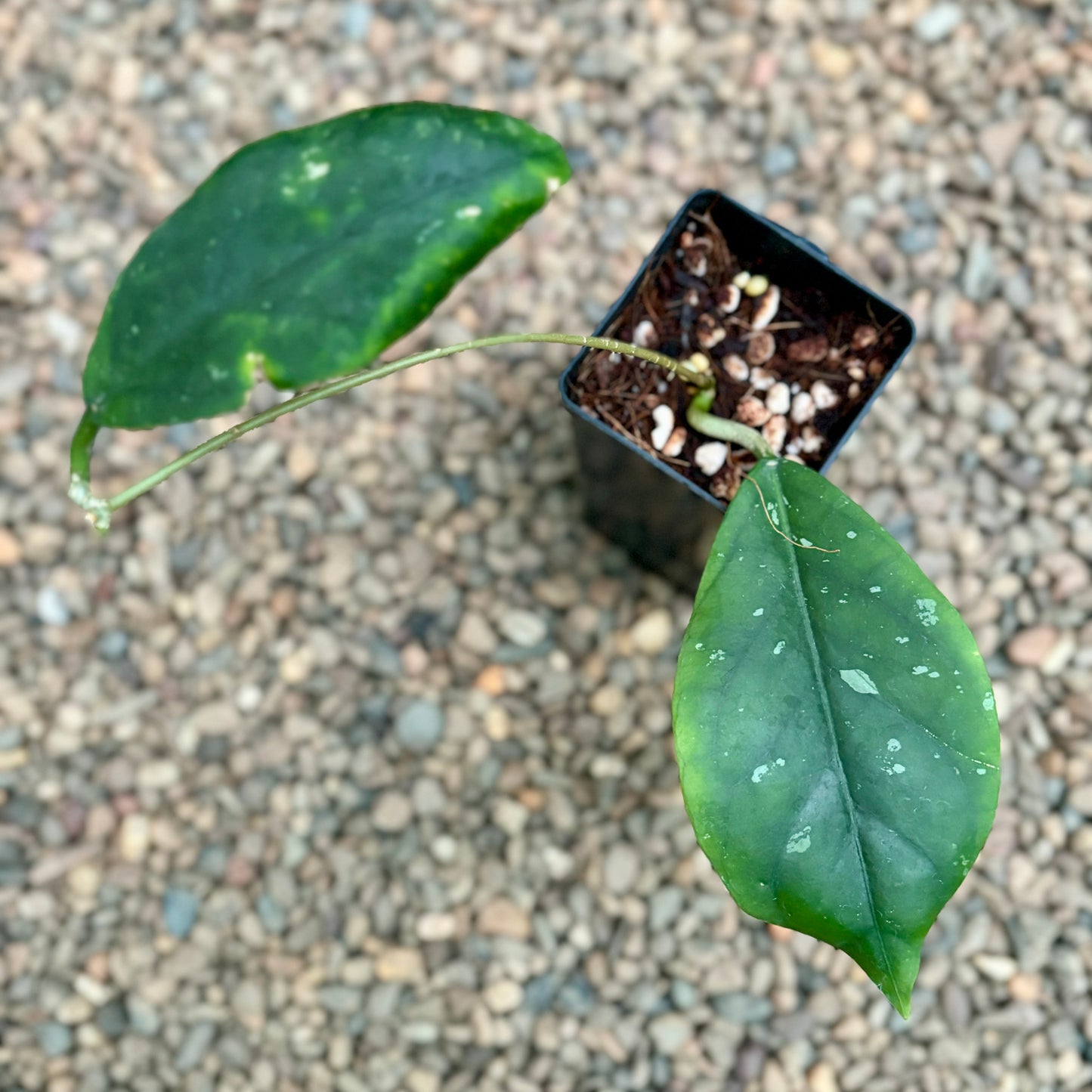 Hoya vitellinoides Sumatra IML 1198 H124