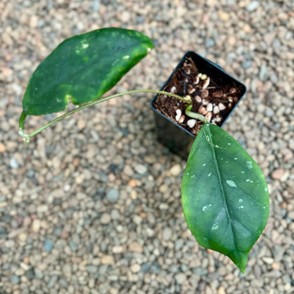 Hoya vitellinoides Sumatra IML 1198 H124